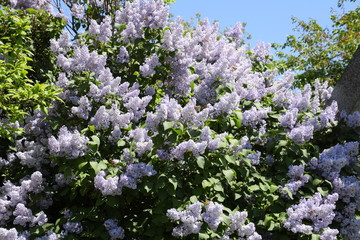 Flowers blooming lilac. Beautiful purple lilac flowers outdoors.