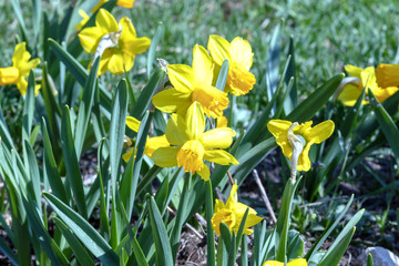Yellow Narcissus - daffodil on a green background, Spring flower narcissus daffodil blooming in april and may , close-up in the garden