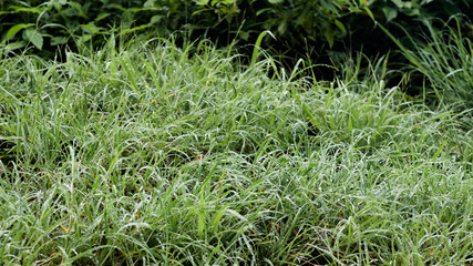 Morning dew on the grass, Contadora island in the Pacific Ocean, Panama