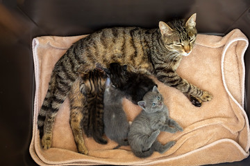 Naklejka premium Pet animal; baby cats and mother cat