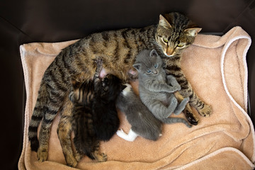 Pet animal; baby cats and mother cat