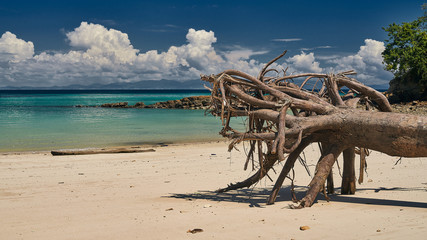 Walking roots on the heaven beach Playa larga of Contadora island in Pacific Ocean