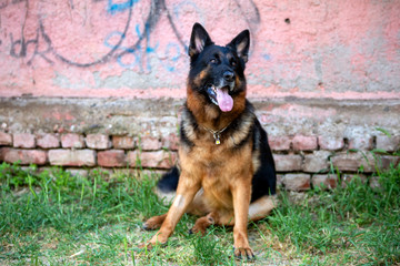 Pet animal; cute dog. The house dog.