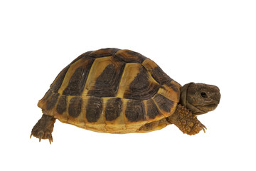 Hermann's tortoise (Testudo hermanni) isolated on white background