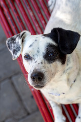 Pet animal; cute dog. The house dog.