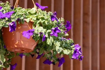 Flower pot with blue petunia flowers dangling from the roof of the house in sunlight with copy space