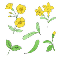 Yellow flowers