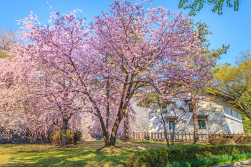 春の盛岡城の風景