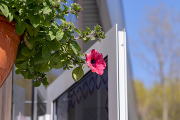 Flower pot with pink red petunia flowers dangling from the roof of the house in sunlight with copy space