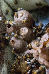 Brazilian Api been inseparable