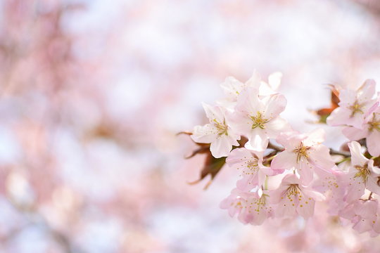 桜の花咲く時期