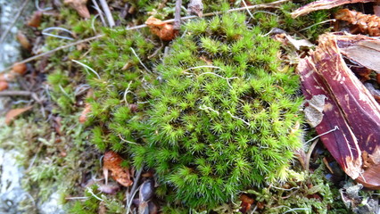 flora y fauna de galicia  o corpiño 