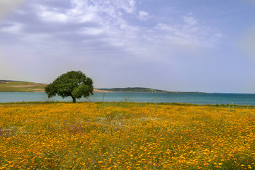 Fototapeta na wymiar Meadow grass landscape and a single tree (Izmir / Sakran / Aliaga / Turkey)