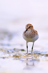 Water bird Broad billed Sandpiper. Limicola falcinellus. Water background.