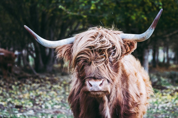 Vache marron aux poils longs et longues cornes
