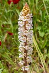 Wild endemic flower; Orobanche plant in nature