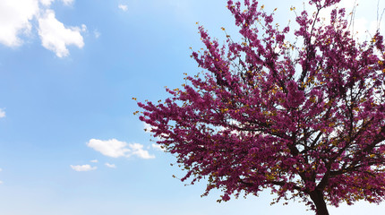 Arbol en flor con el cielo azul de fondo