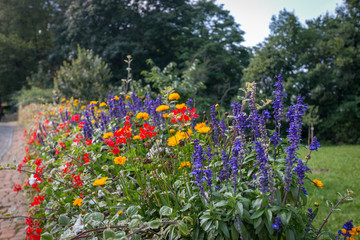Colorful summer flowers along street