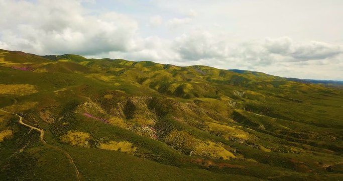 Temblor Range Super Bloom