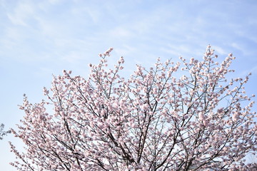 桜満開の日
