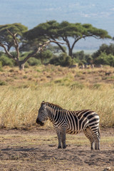 Obraz premium Two Zebra Resting in Amboseli National Park, Kenya