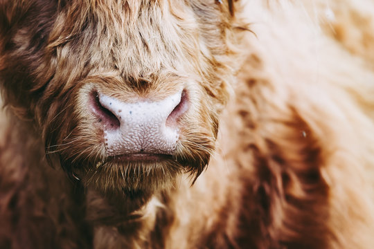 Vache marron aux poils longs et longues cornes