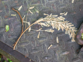 rain soaked seeds on a steel trailer