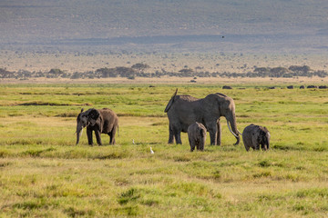 An Elephant Family in Amboseli National Park, Kenya, Africa