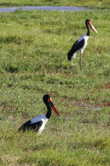 Saddle Billed Storks in Amboseli National Park
