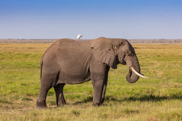 Fototapeta na wymiar Large Elephant Cow With an Oxpecker on Her Back, Amboseli National Park, Kenya