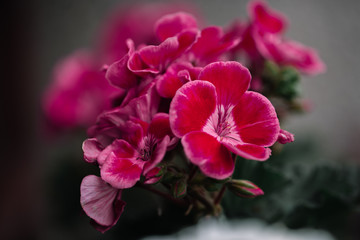 Close up of a colourful flora growing in the garden