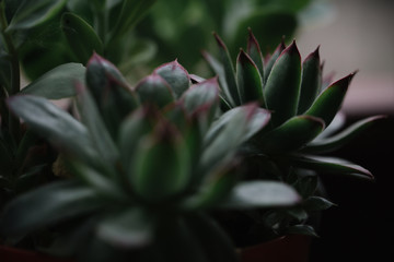 Close up of a colourful flora growing in the garden