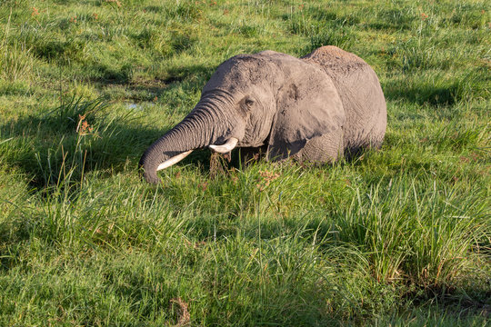 Young Tusker Elephant Deep in Swamp in Amboseli National Park, Kenya