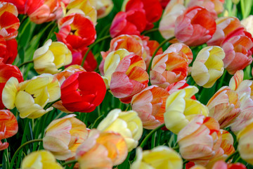 Brightly coloured tulips photographed in Lisse, South Holland, Netherlands.