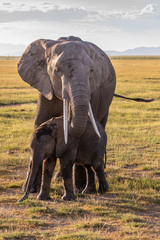 Fototapeta premium Elephant Mom and Calf in Amboseli National Park