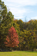 Obraz premium lone red tree in autumn forest