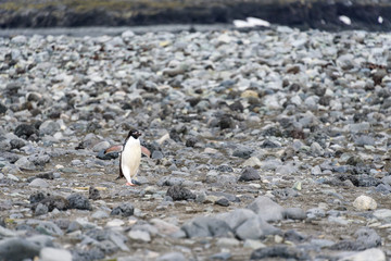 Adelie Penguin walking down the rocky beach alone, South Shetland Islands, Antarctica
