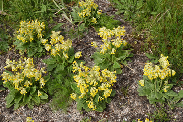 yellow flowers in garden