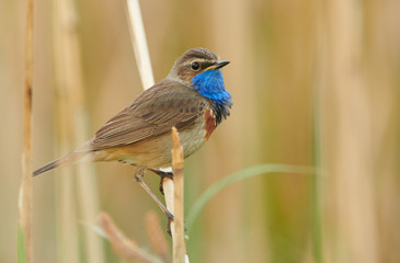 Bluethroat bird sitting on the reed (Luscinia svecica)