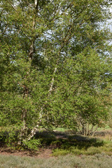 Fototapeta na wymiar Blossoming birch tree