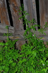 The background consists of an old wooden fence and growing greenery.