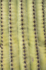 cactus texture