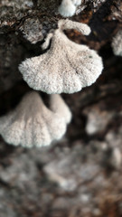 wood mushrooms