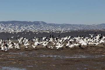 Flock of greater snow geese starting to fly away with birds already in flight above a rocky south shore beach of the St. Lawrence River during the spring migration, Montmagny, Quebec, Canada