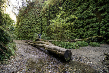 A man stands on a fallen Redwood tree in Fern Canyon, Northern California