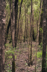 tree in the forest