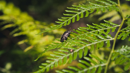 Beetle on leaf