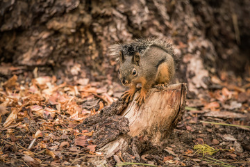 Douglas Squirrel on a pine tree stump