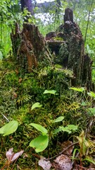 a variety of mosses and lichens on a rotten stump