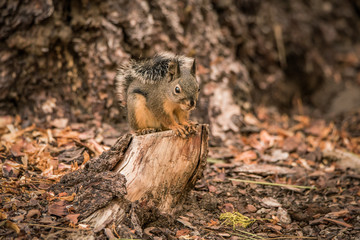 Douglas Squirrel on a pine tree stump